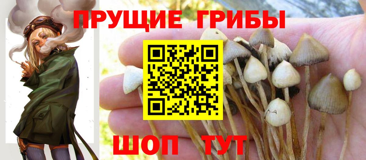 Псилоцибиновые грибы Cubensis Саранск